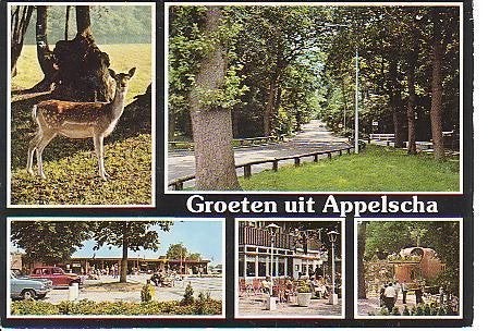 Ansichtkaart 	Appelscha	De Roggeberg 	RCN recr.centr.	5-luik, Verzenden, 1980 tot heden, Gelopen, Friesland