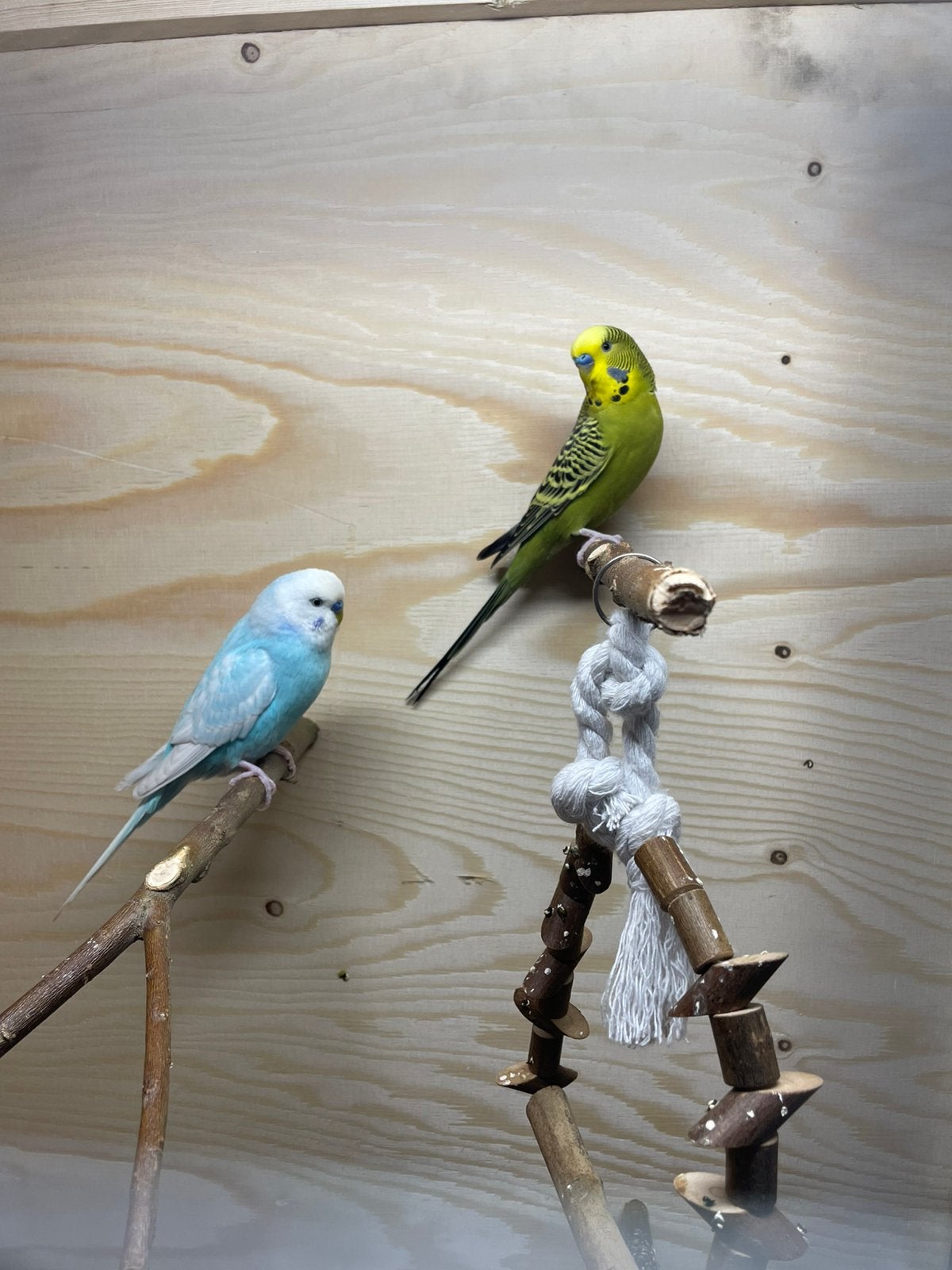 2 grasparkieten, Ophalen, Zo goed als nieuw, Hout, Vogelkooi