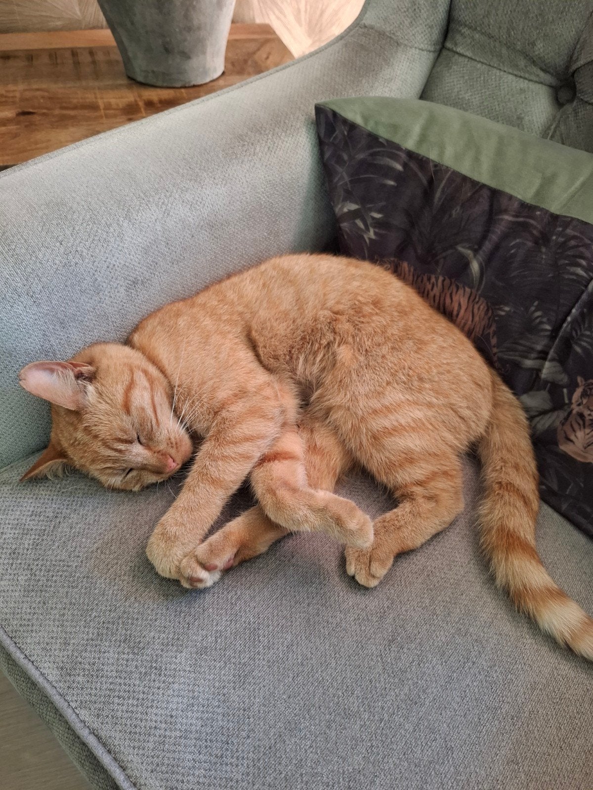 goed tehuis gezocht, Poes, Kortharig, 3 tot 5 jaar