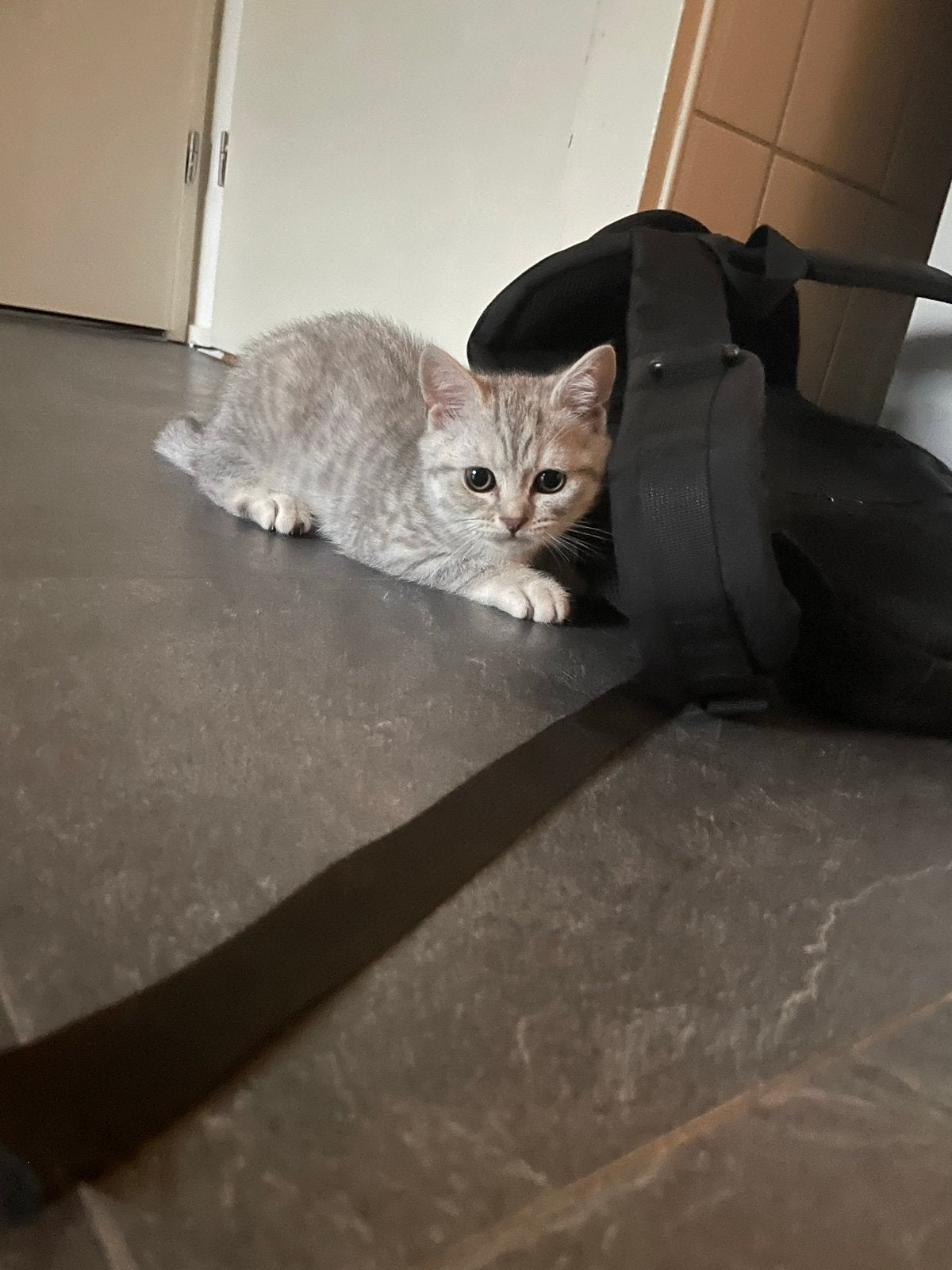 Laatste kitten kater britse korthaar, Dieren en Toebehoren, Katten en Kittens | Overige Katten, Kortharig, Meerdere dieren, 0 tot 2 jaar