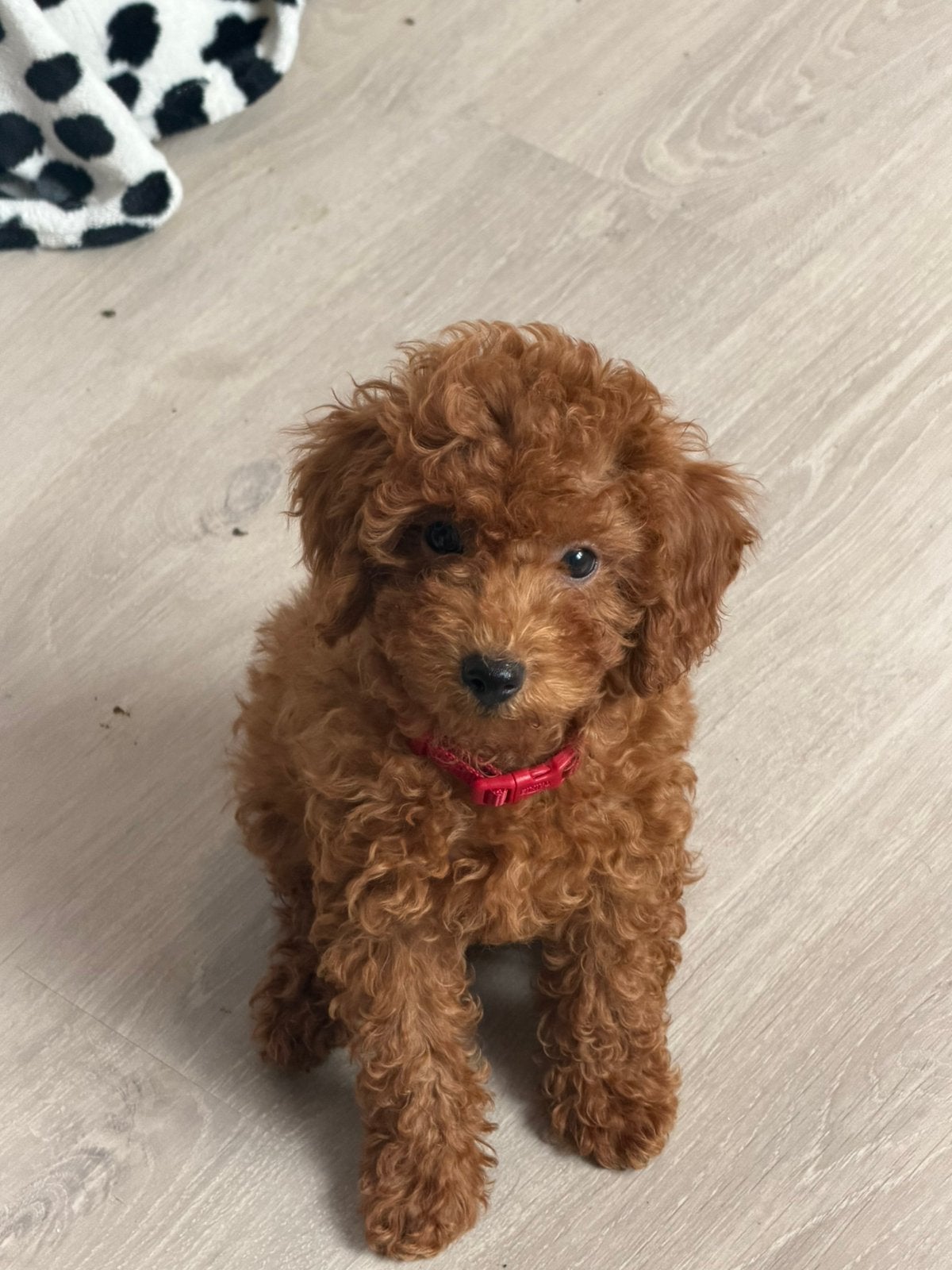 Toy poedel Toy poodle, Dieren en Toebehoren, Honden | Chihuahua's en Gezelschapshonden, Poedel, Particulier, 15 weken tot 1 jaar