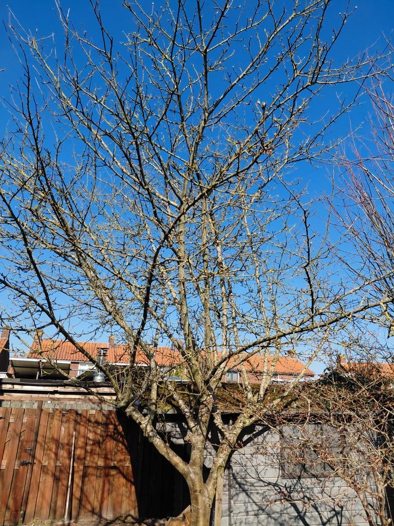 Snoeien, Tuinonderhoud, Tuin en Terras, Planten | Bomen, Ophalen of Verzenden, Zomer, Volle zon, Overige soorten
