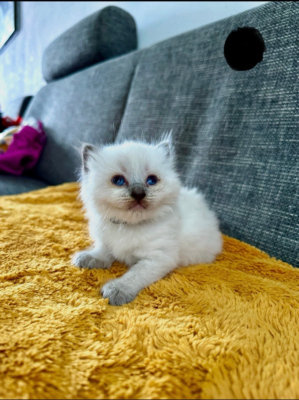 Ragdoll, Dieren en Toebehoren, Meerdere dieren, Ontwormd, 0 tot 2 jaar
