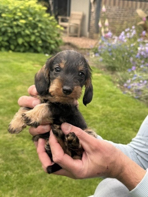 te koop teckel pups tekkel reutjes reu ruwhaar., Parvo, Standaard, Reu, 8 tot 15 weken