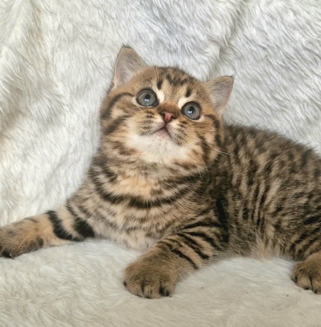 knappe britse korthaar kitten katertje, Dieren en Toebehoren, Meerdere dieren, Ontwormd, 0 tot 2 jaar