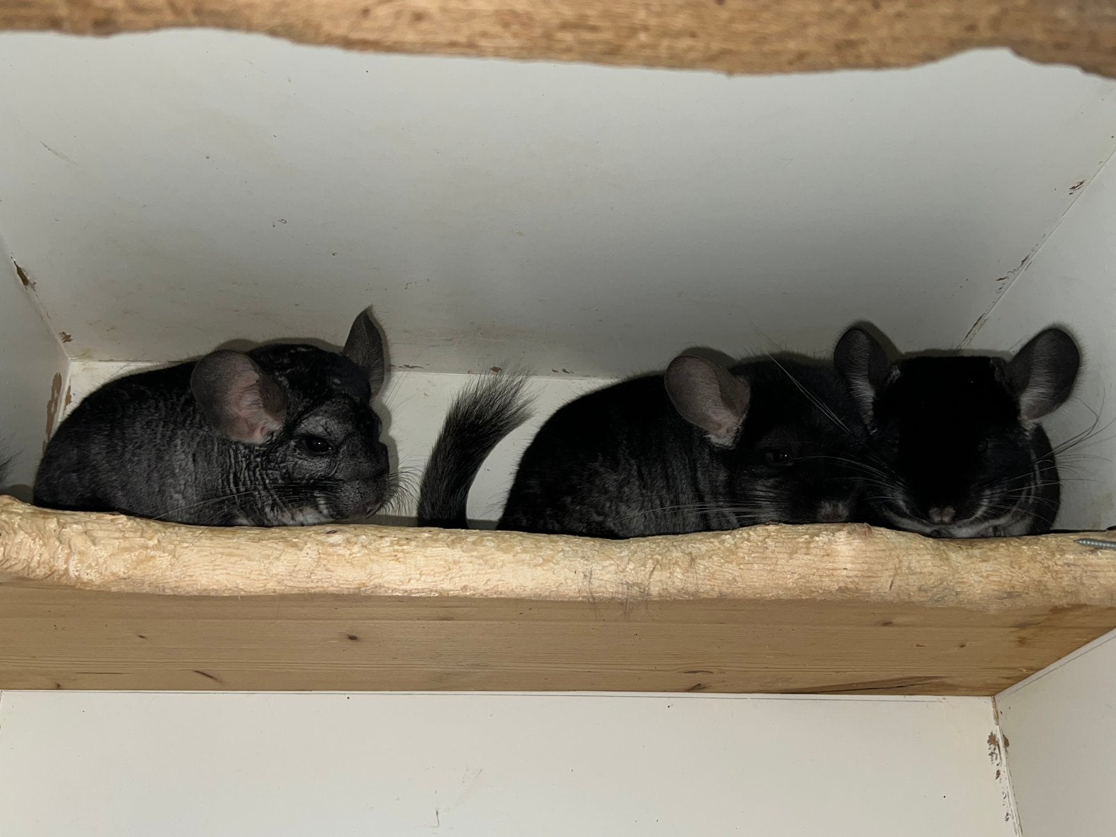 3 chinchilla bokjes, Maart, Chinchilla, Mannelijk, Tam