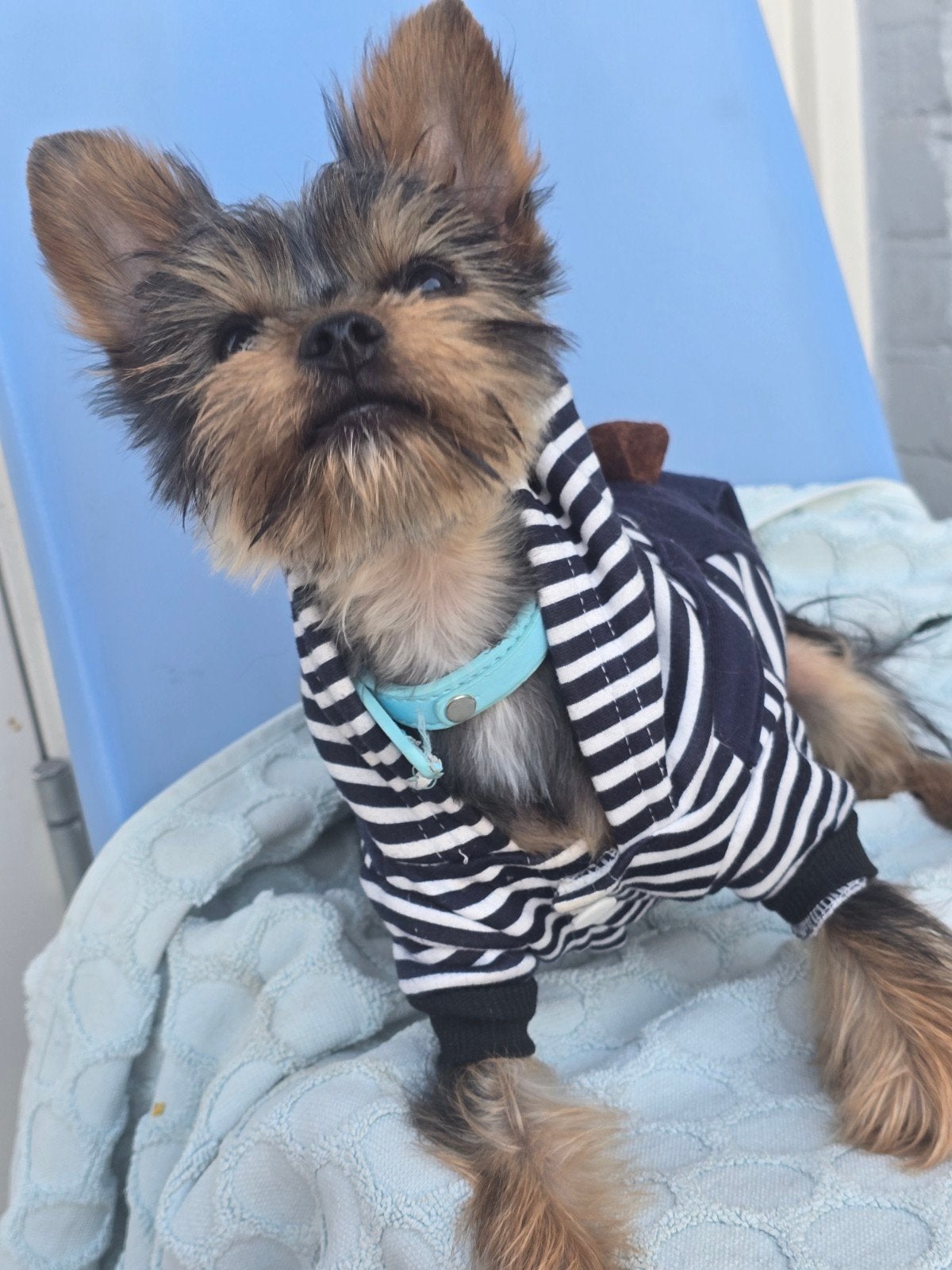 An extra-mini Yorkie puppy is looking for a loving owner. Pl, Yorkshire Terriër, 15 weken tot 1 jaar, Reu, Eén hond