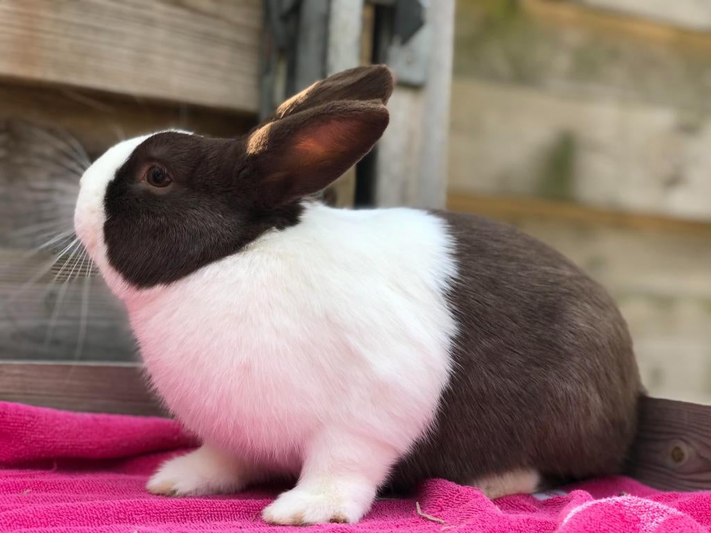 Lieve prachtige gecastreerde hollander ram, Dieren en Toebehoren, Konijnen, Mannelijk, Klein, 3 tot 5 jaar