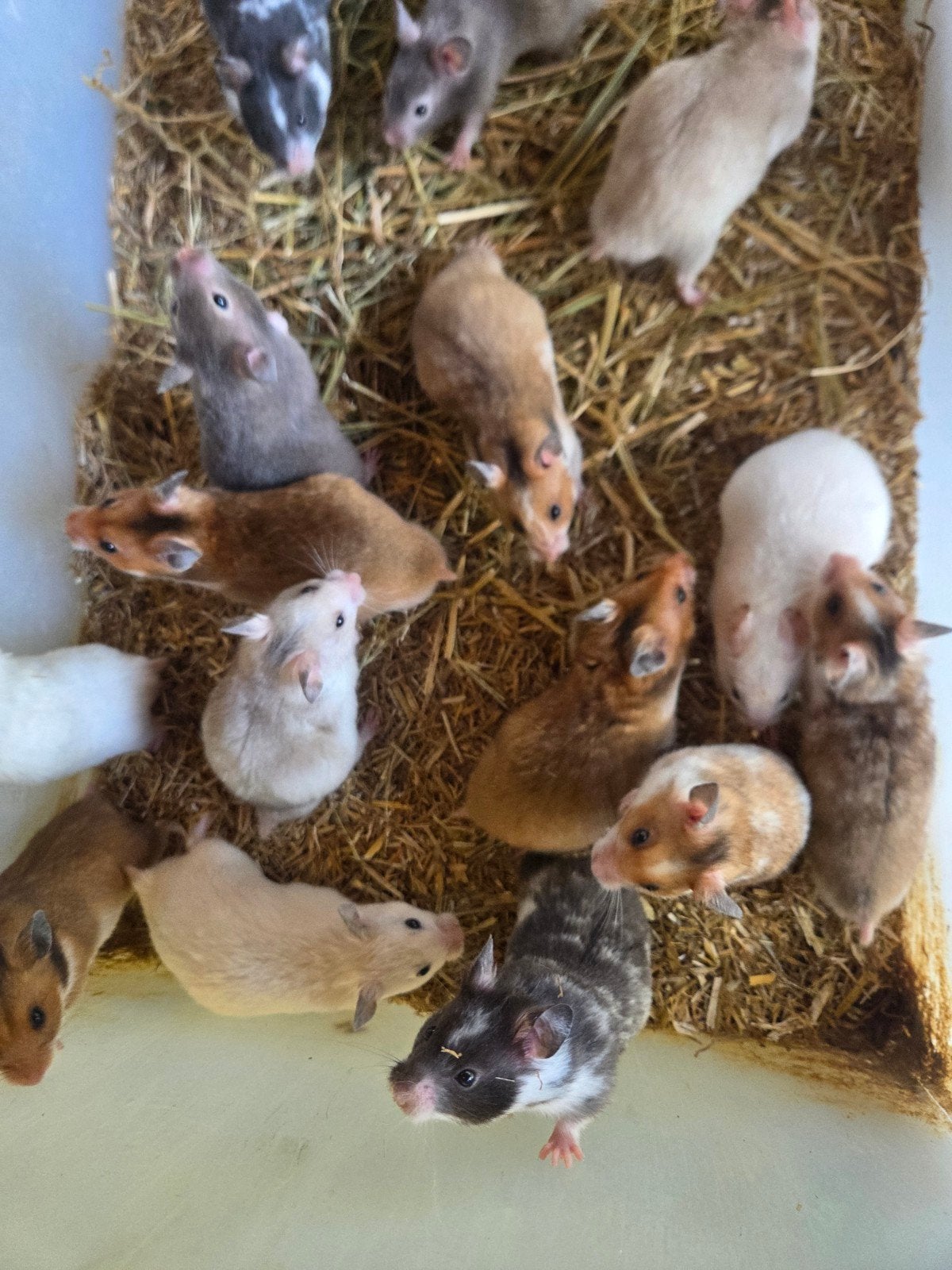 Mooi jonge goudhamsters, Dieren en Toebehoren, Knaagdieren, Hamster, April, Meerdere dieren, Tam