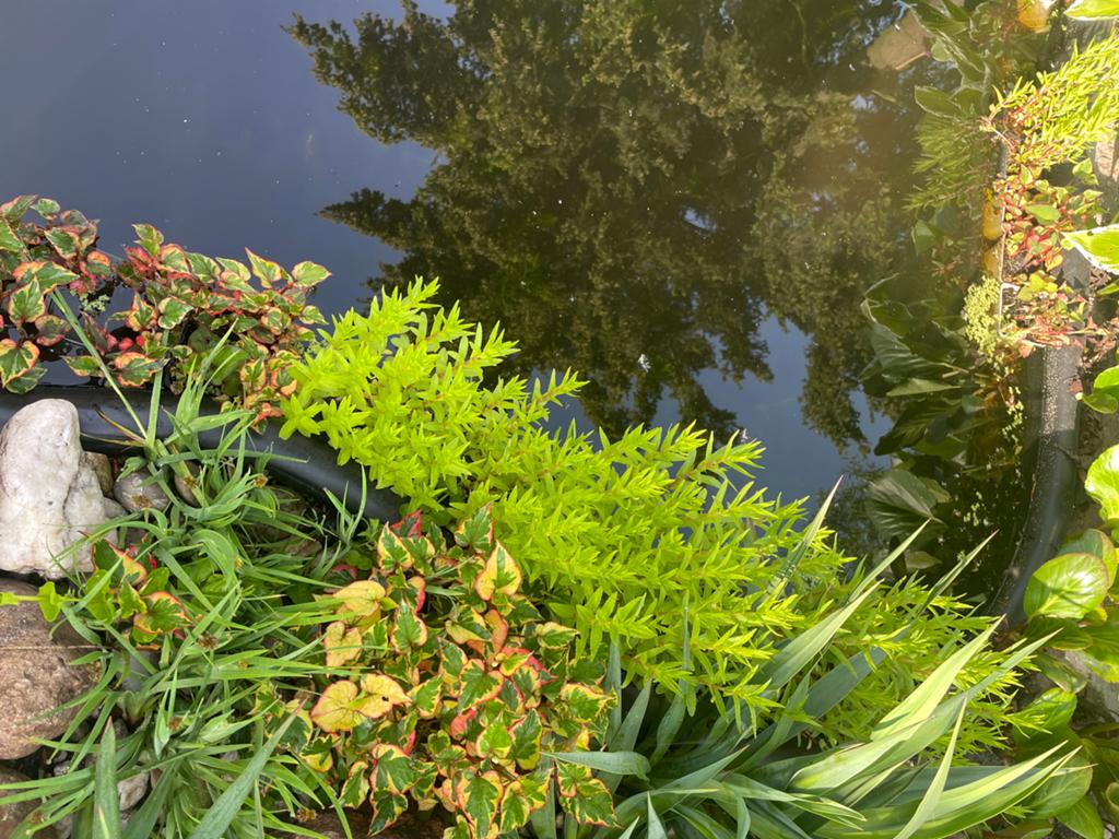 Ratala Rotundifolia Vijverplanten  met witte bloemen, Ophalen, Volle zon, Vaste plant, Zomer