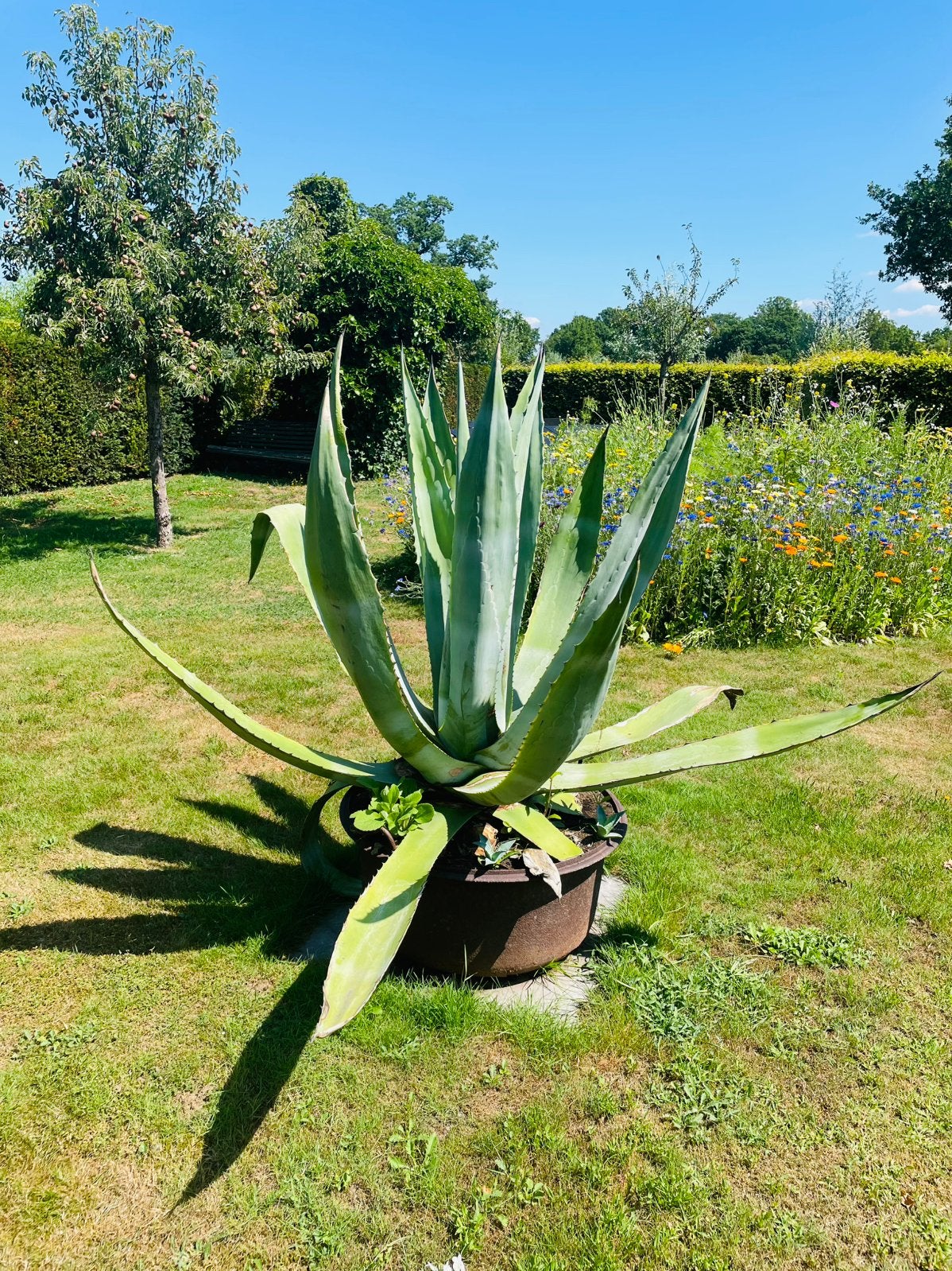 Grote indrukwekkende Agave in antieke gietijzer waterton, Tuin en Terras, Ophalen, Gebruikt
