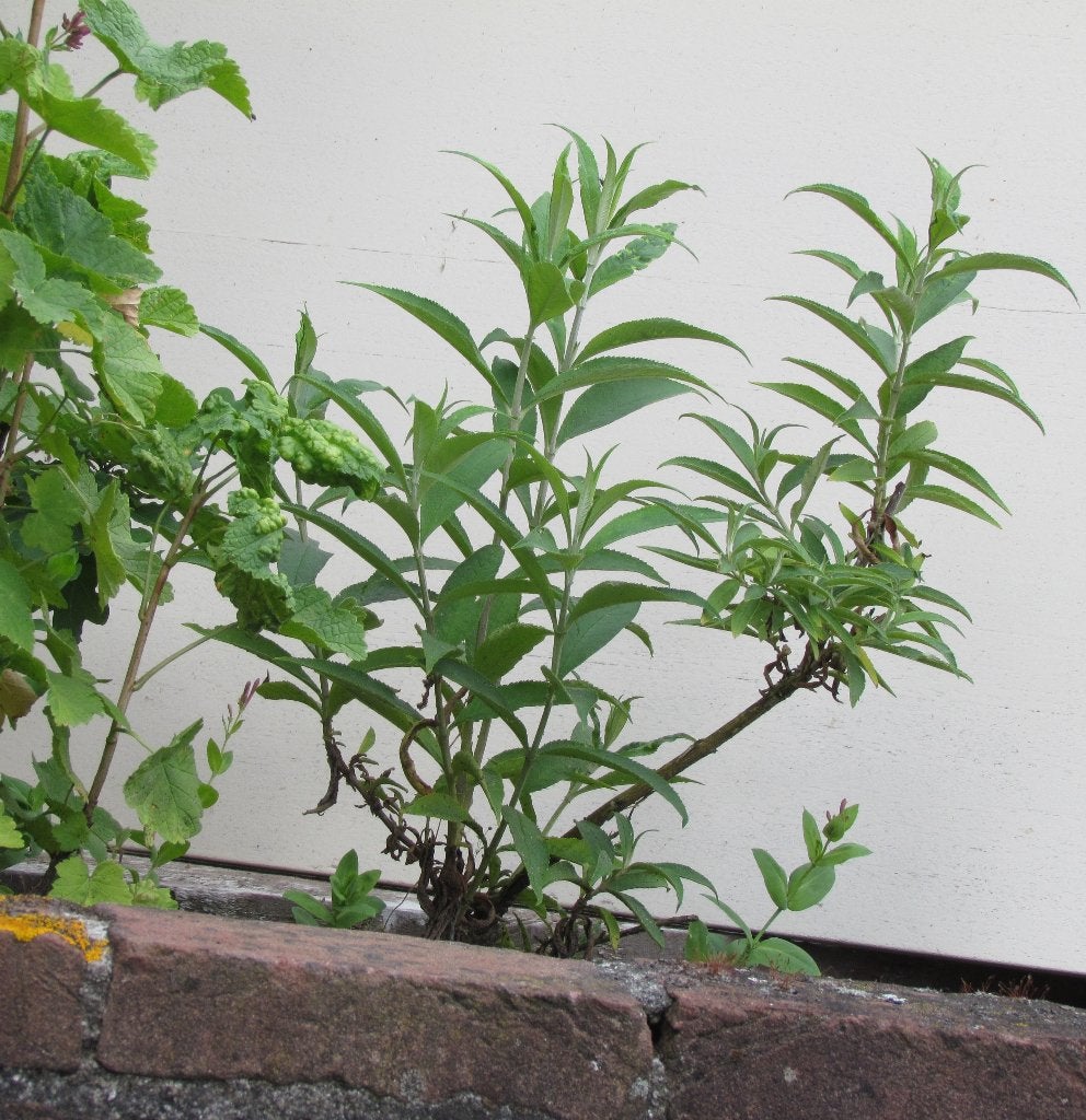 Tuinplant: vlinderstruik, Volle zon, Vaste plant, Zomer, Ophalen