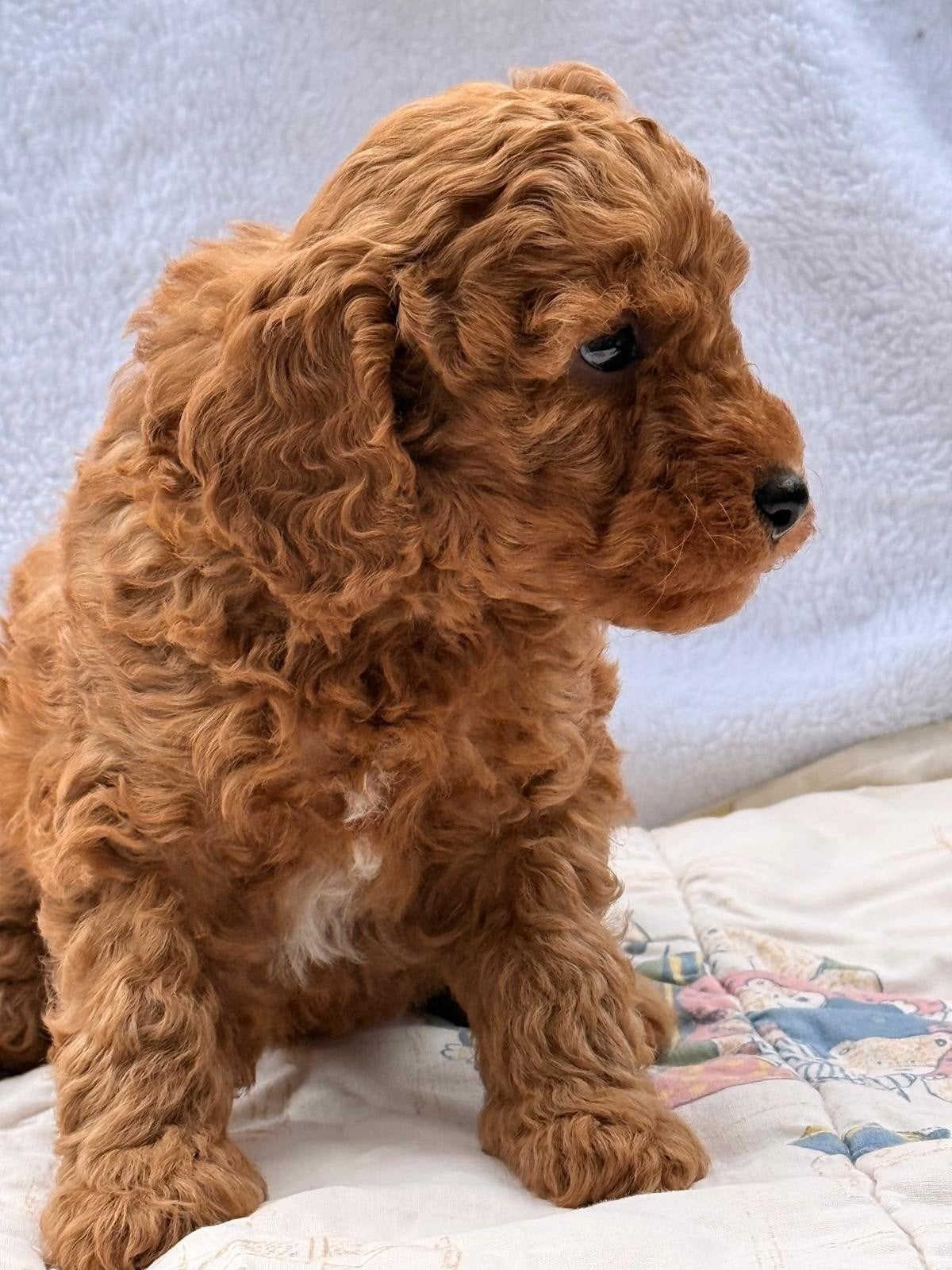 toy poedel, Dieren en Toebehoren, Poedel, Reu, 8 tot 15 weken, Eén hond