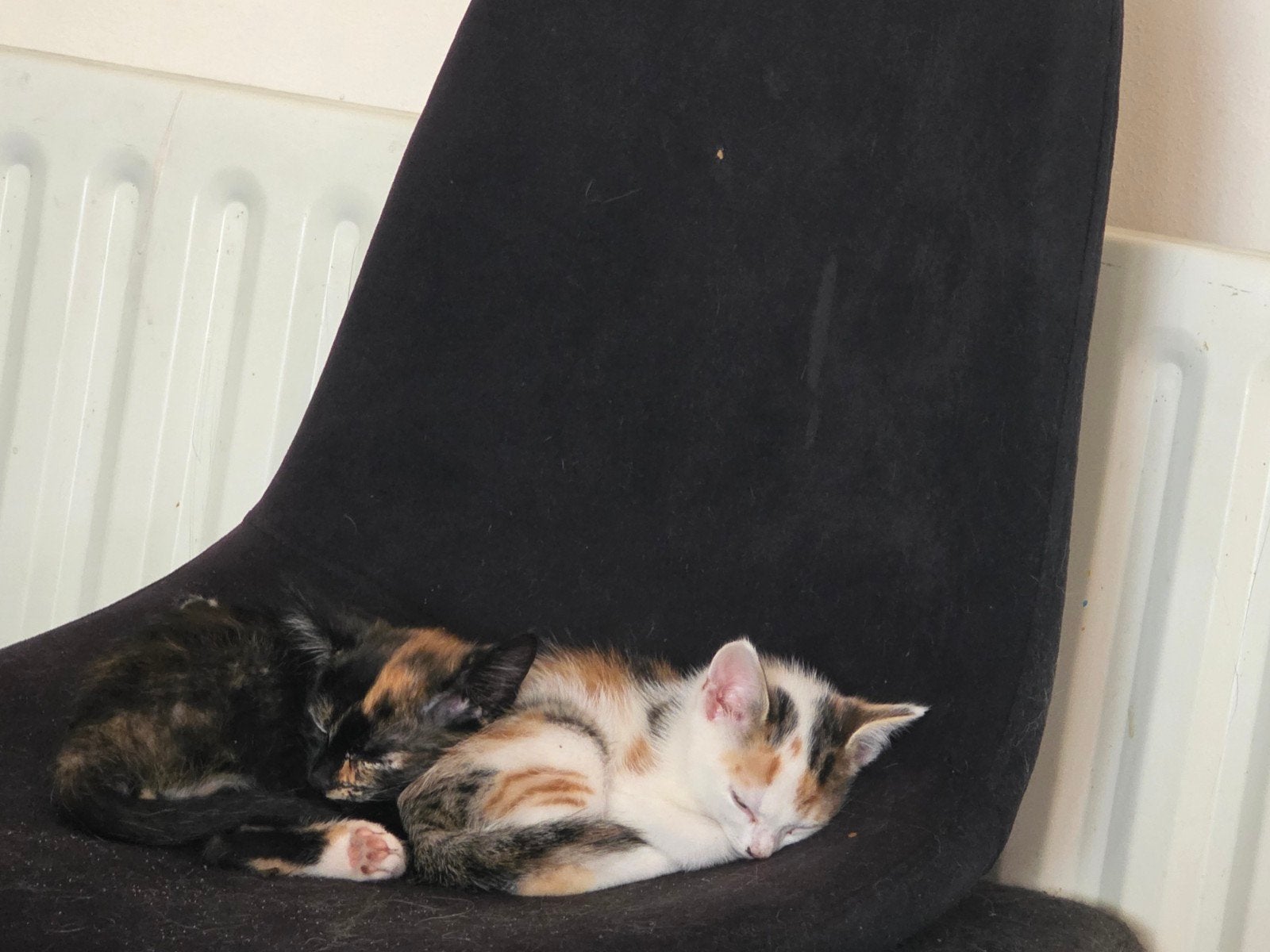 Kittens, Dieren en Toebehoren, Katten en Kittens | Overige Katten, Poes