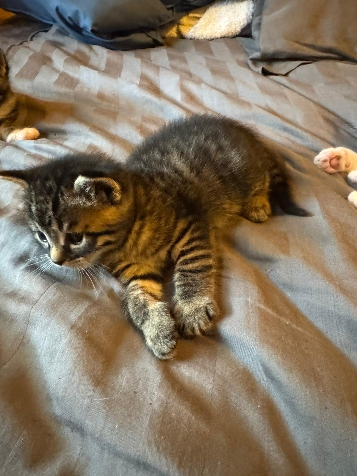 Kittens, Kater