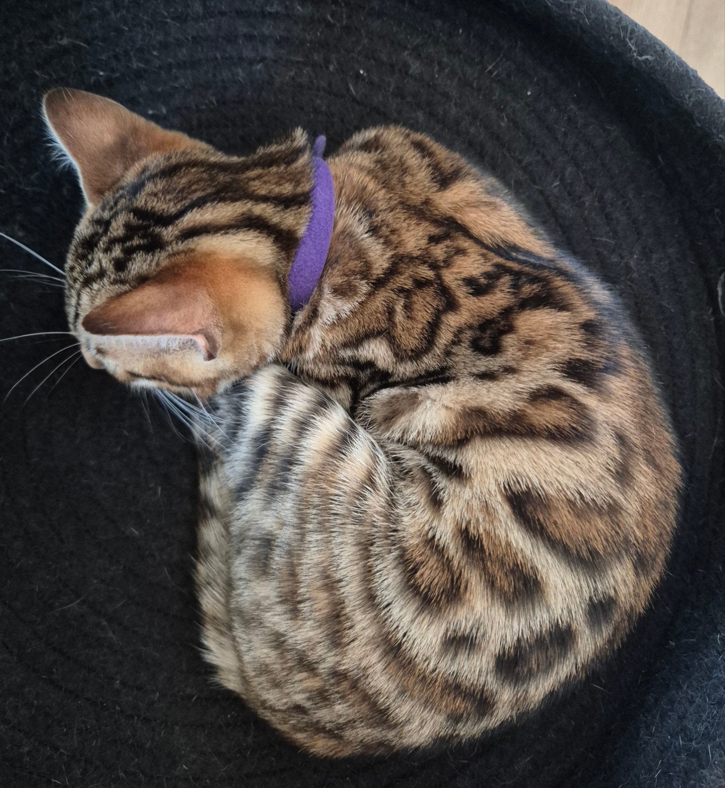 Prachtige volbloed bengaal kitten laatste beschikbaar, Dieren en Toebehoren, Katten en Kittens | Raskatten | Korthaar, Poes, Gechipt