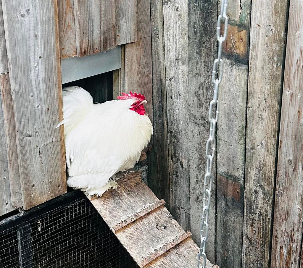 Cochin, Dieren en Toebehoren, Pluimvee, Mannelijk, Kip