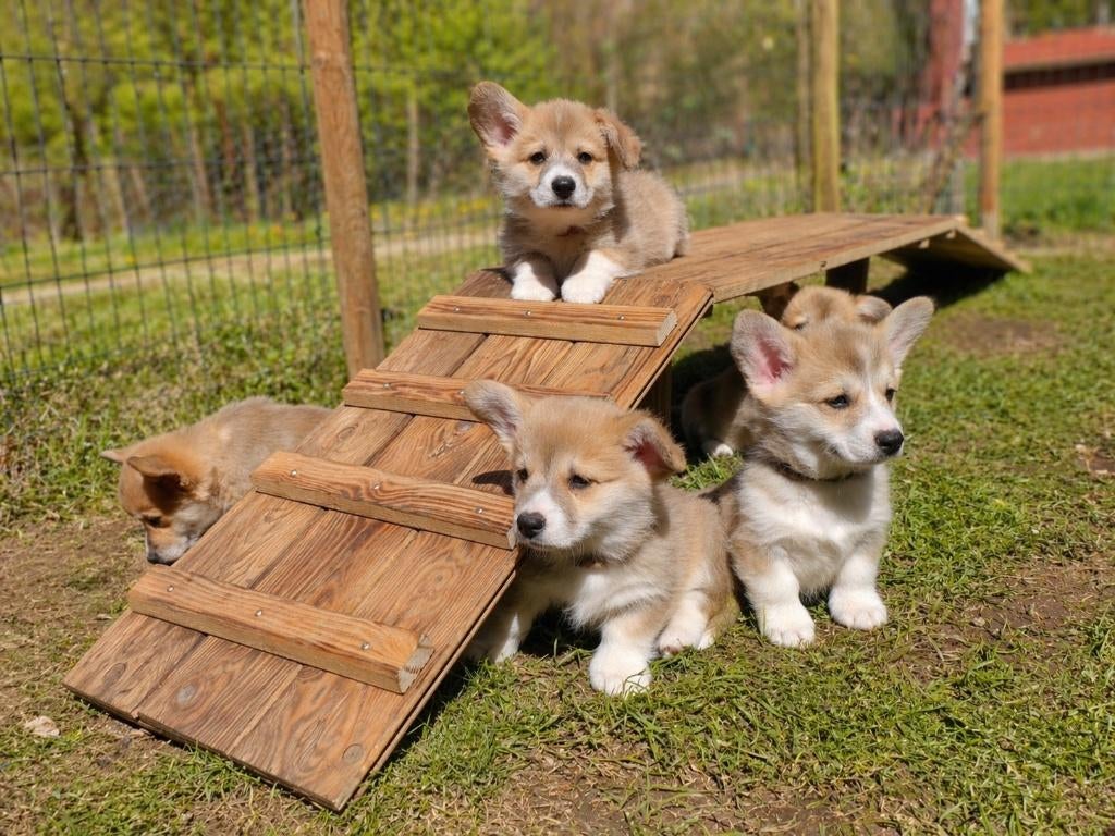 Süße Welsh Corgi Pembroke Welpen, Dieren en Toebehoren, Honden | Herdershonden en Veedrijvers, Parvo, Fokker | Hobbymatig, Overige rassen