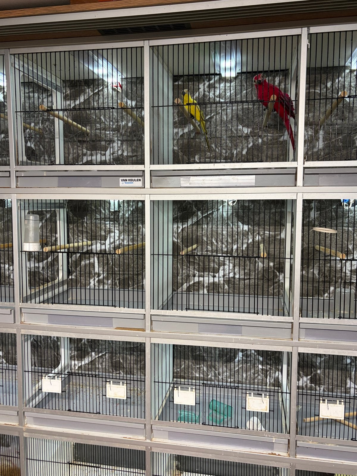 Kweek kooien in een kast met glazen schuifdeuren, Dieren en Toebehoren, Ophalen