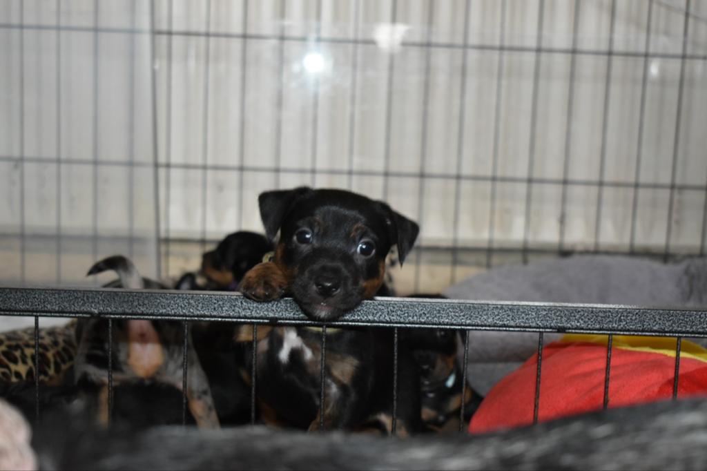 Zeer mooie Jack Russel pups. 5 Reutjes en 1 teefje), Dieren en Toebehoren, Honden | Jack Russells en Terriërs, Parvo, Jack Russell Terriër