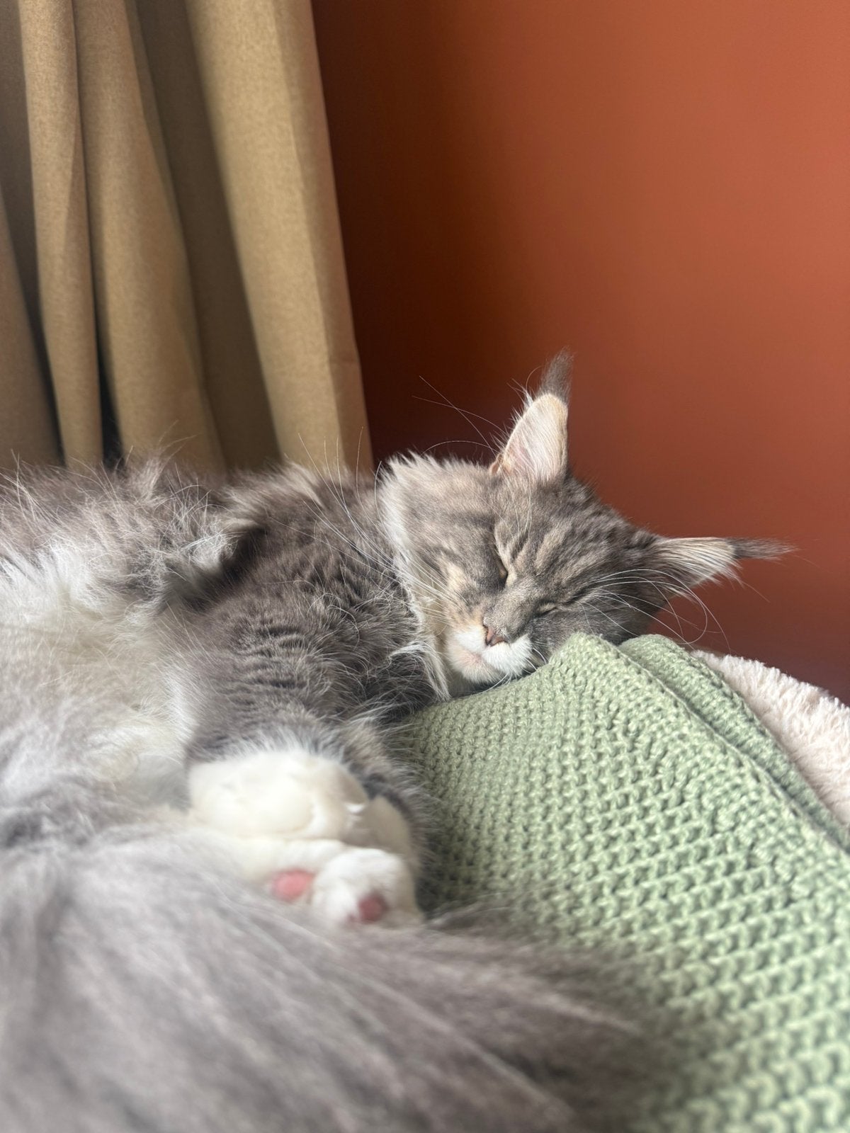 Aankondiging maine coon x britse langhaar kittens, Geslacht onbekend, Gechipt, 0 tot 2 jaar