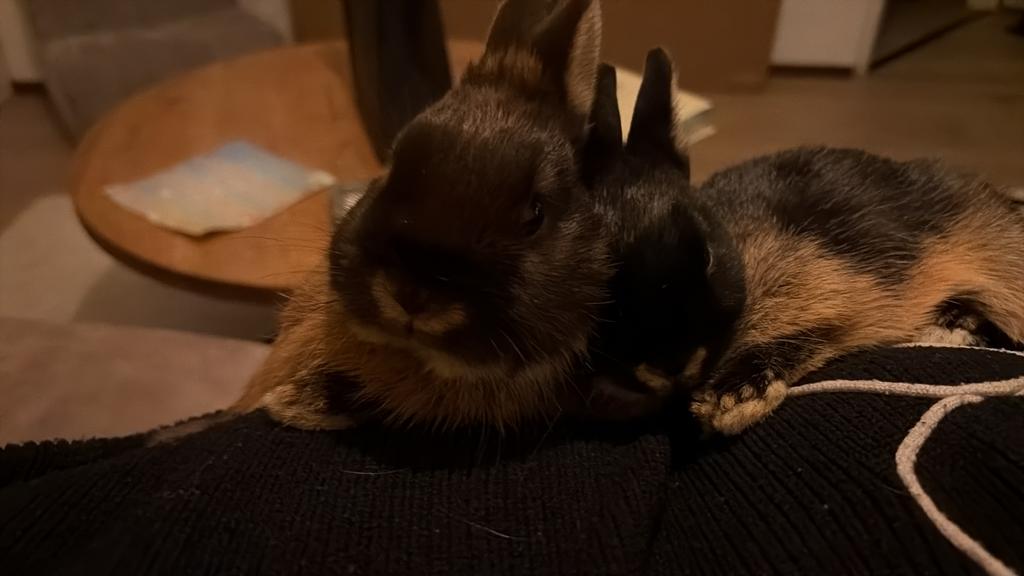2 konijntjes, Dieren en Toebehoren, Meerdere dieren, Dwerg, 0 tot 2 jaar