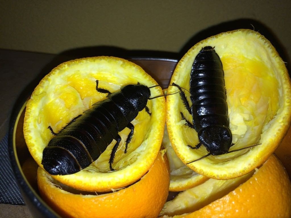 Sissende kakkerlak (gromphadorhina grandidieri black), Dieren en Toebehoren, Overige soorten