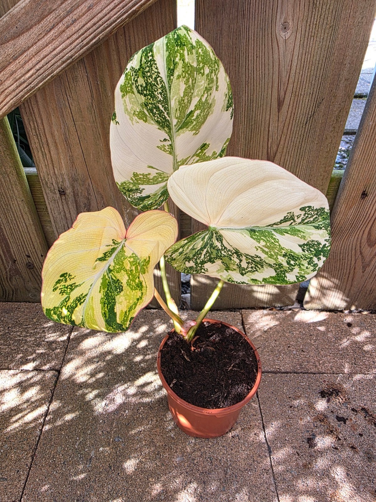 Philodendron tricolor variegata, Huis en Inrichting, Kamerplanten, Ophalen of Verzenden, Halfschaduw, Minder dan 100 cm