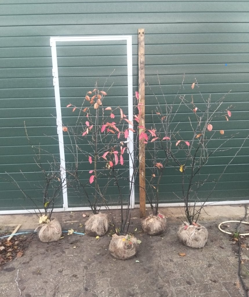 Mooie meerstammige krentenboom, Overige soorten, Lente, 100 tot 250 cm, Ophalen