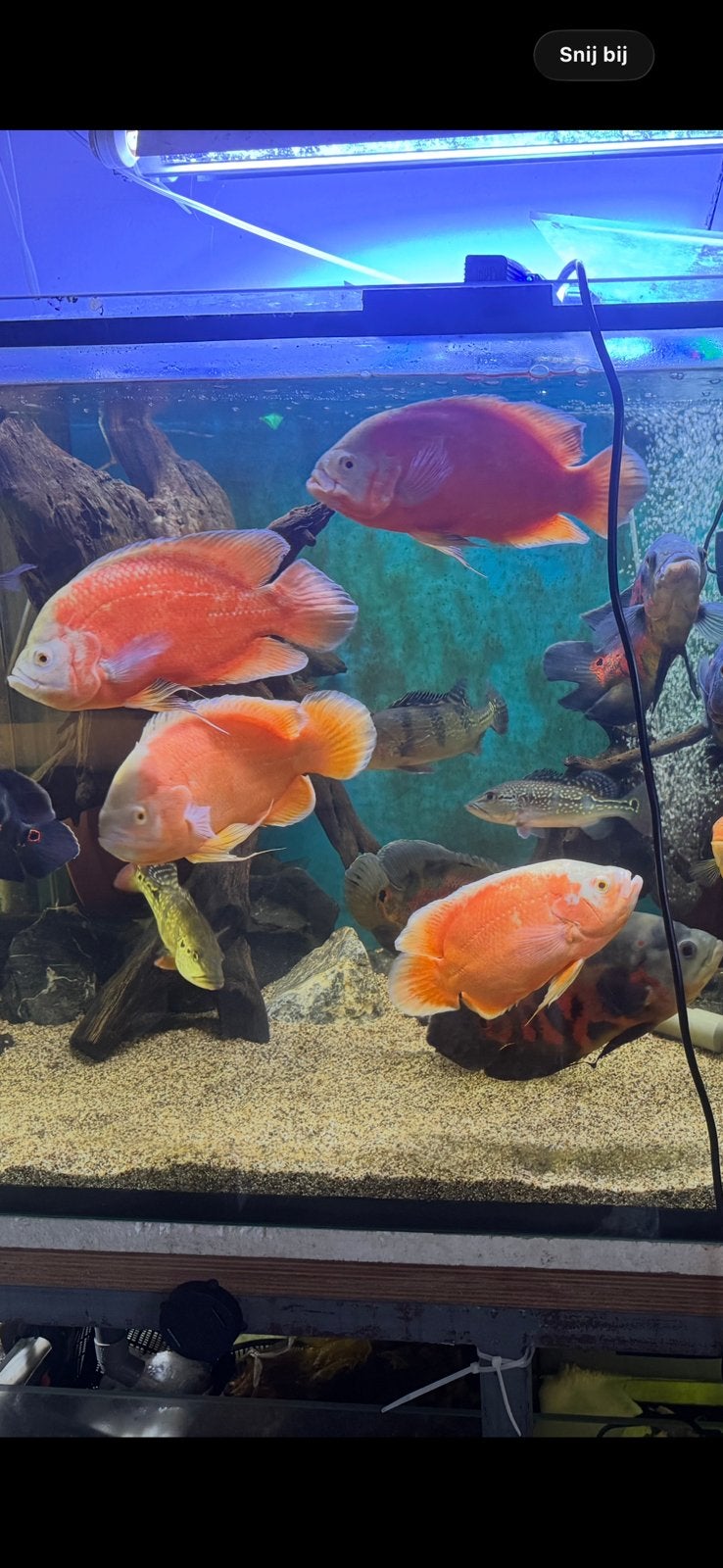 4 albino Oscars, Dieren en Toebehoren, Vissen | Aquariumvissen, Vis