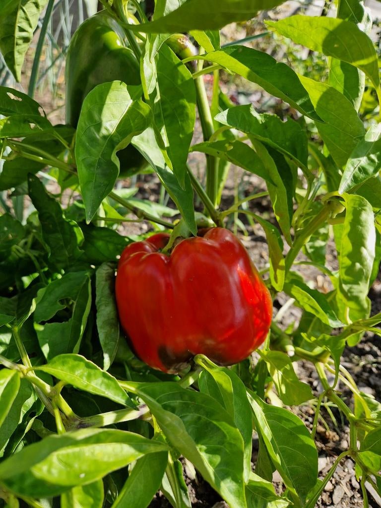 Biologische tomatenplanten, komkommer, courgette, paprika, Ophalen, Eenjarig, Groenteplanten, Volle zon