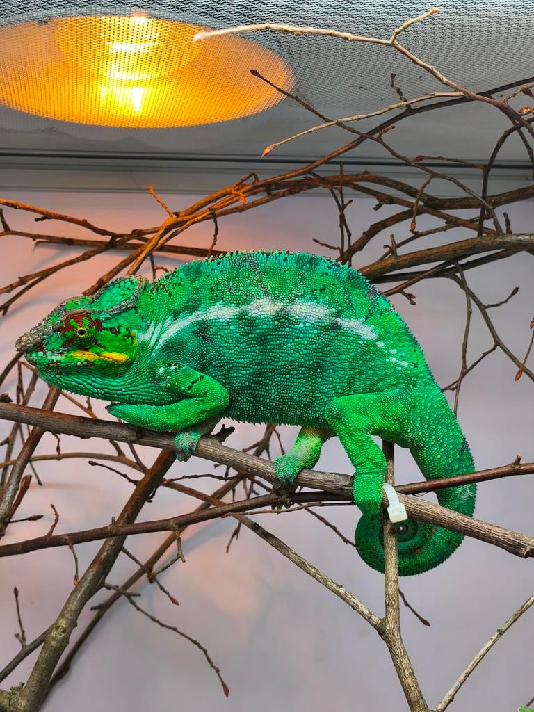 Furcifer pardalis 1.0, Dieren en Toebehoren, Reptielen en Amfibieën, Hagedis, 0 tot 2 jaar