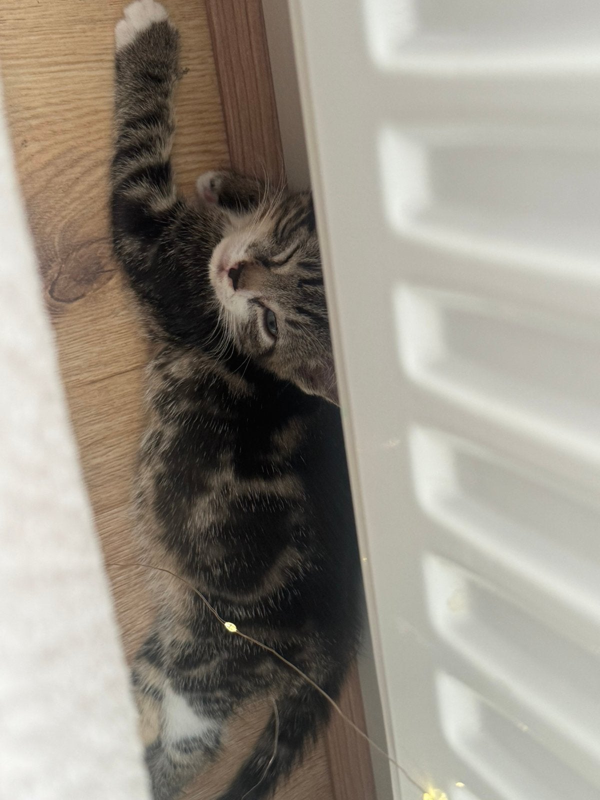 Europese korthaar poesje, Kater, Ontwormd, 0 tot 2 jaar