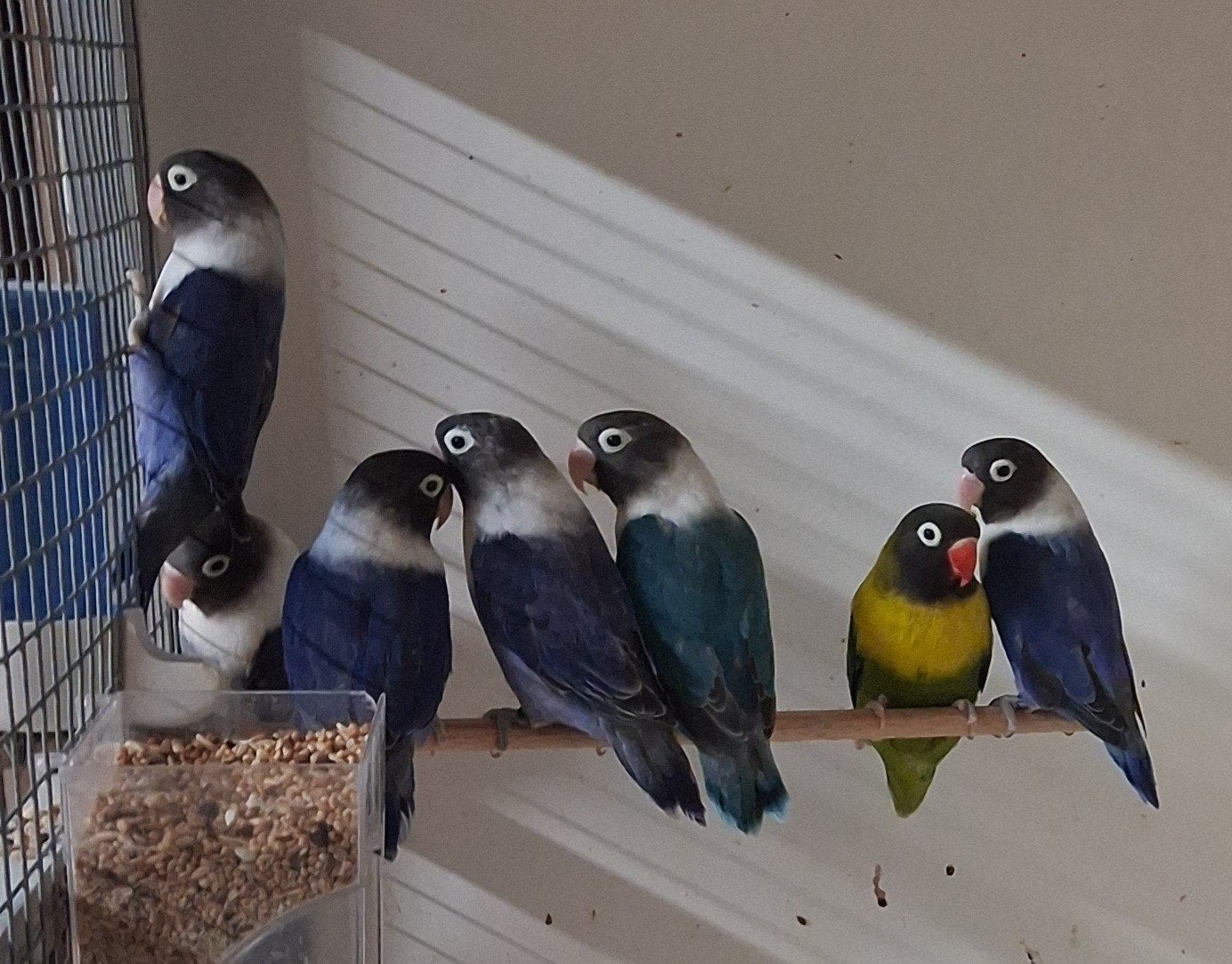 Agapornis personatas, Dieren en Toebehoren, Meerdere dieren, Dwergpapegaai of Agapornis, Geringd