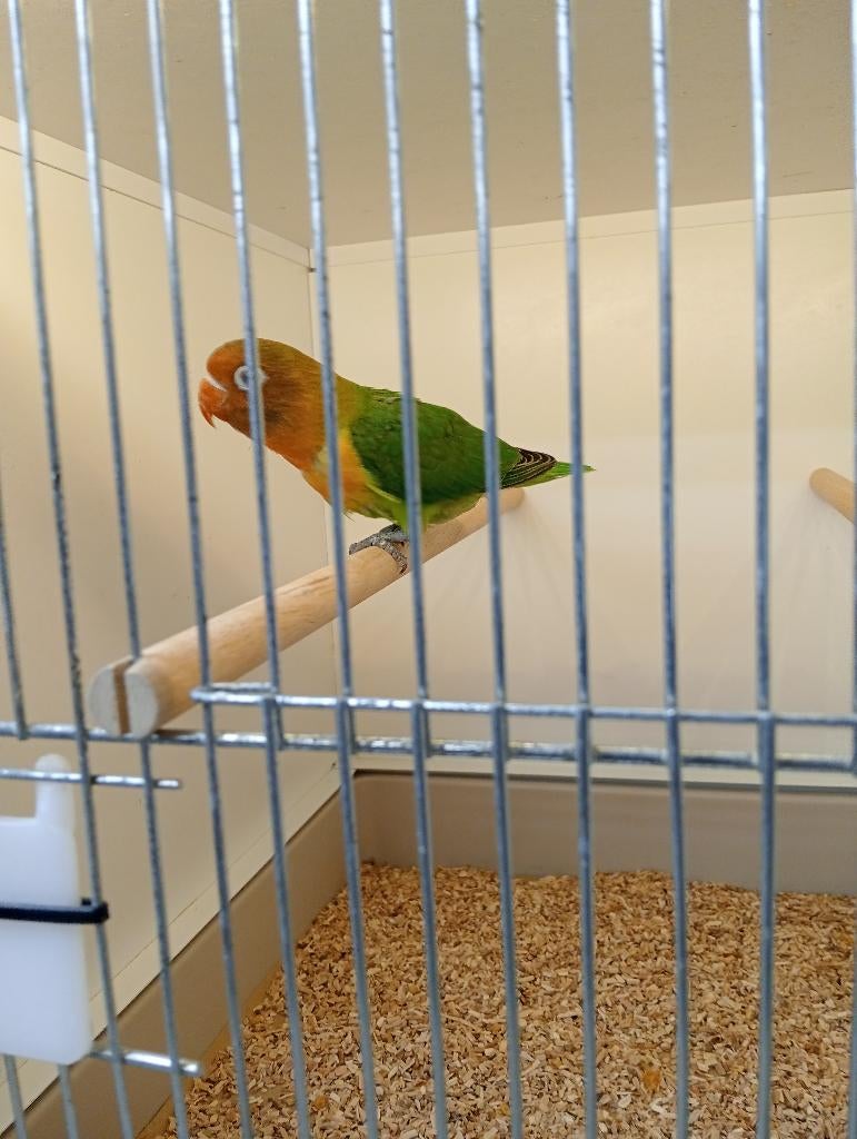 Agapornis Fiecherie, Dieren en Toebehoren, Vogels | Parkieten en Papegaaien, Geslacht onbekend, Dwergpapegaai of Agapornis, Geringd