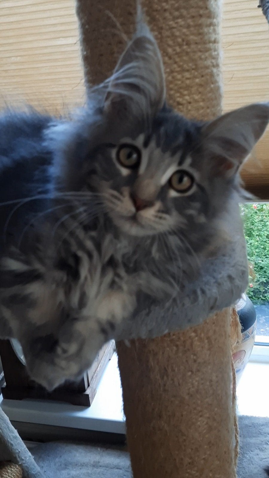 100% Maine Coon poesjes...14 weken..mogen nu verhuizen, Poes, Gechipt