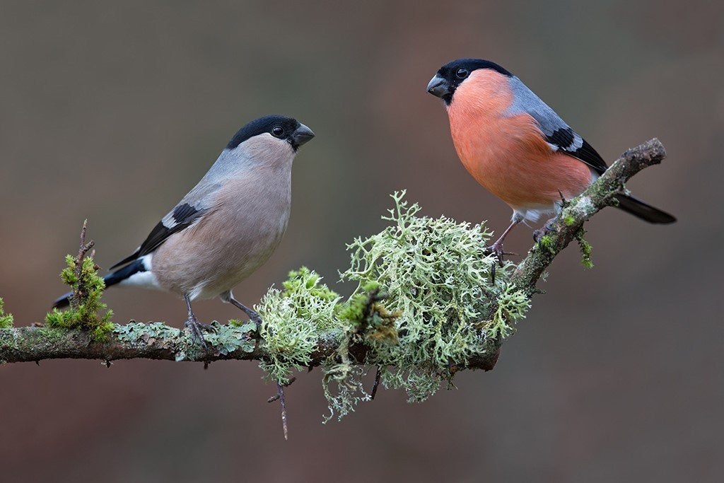 koppel noorse goudvinken, Dieren en Toebehoren, Vogels | Overige Vogels
