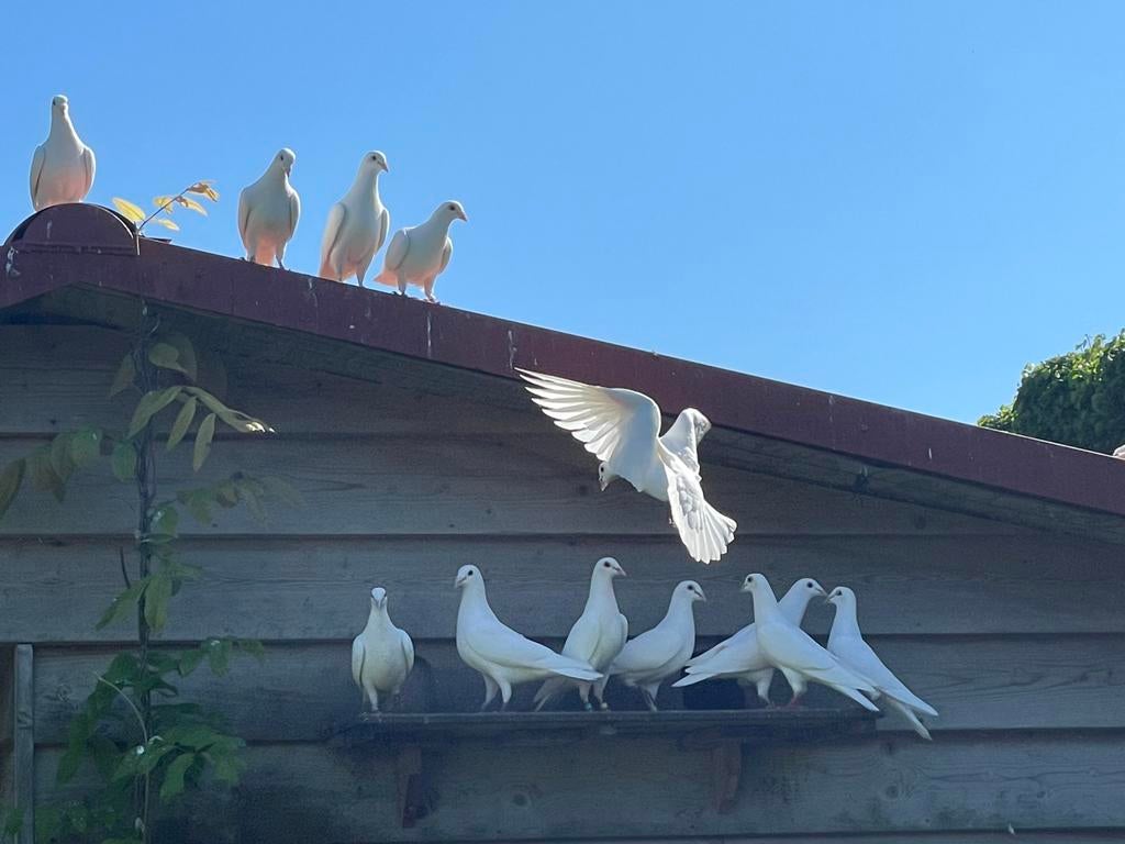 6 spierwitte postduiven, piepers , te koop. €10 per stuk, Dieren en Toebehoren, Vogels | Duiven, Meerdere dieren, Postduif