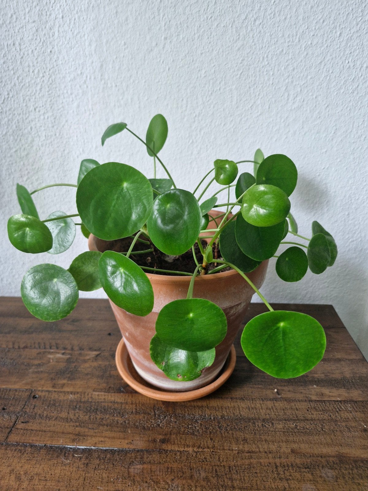 Pannenkoekenplant, Ophalen, Halfschaduw, Minder dan 100 cm