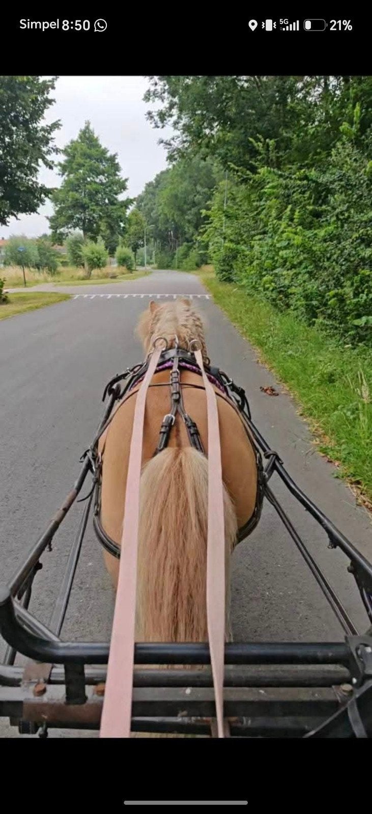 verzorger(tje) gezocht!, Ophalen