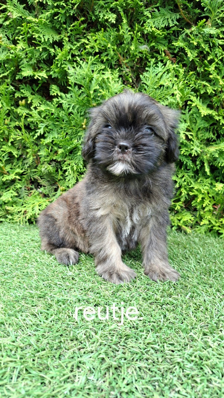 Zeer mooie speelse boomer pups., Parvo, 8 tot 15 weken, Meerdere, Nederland