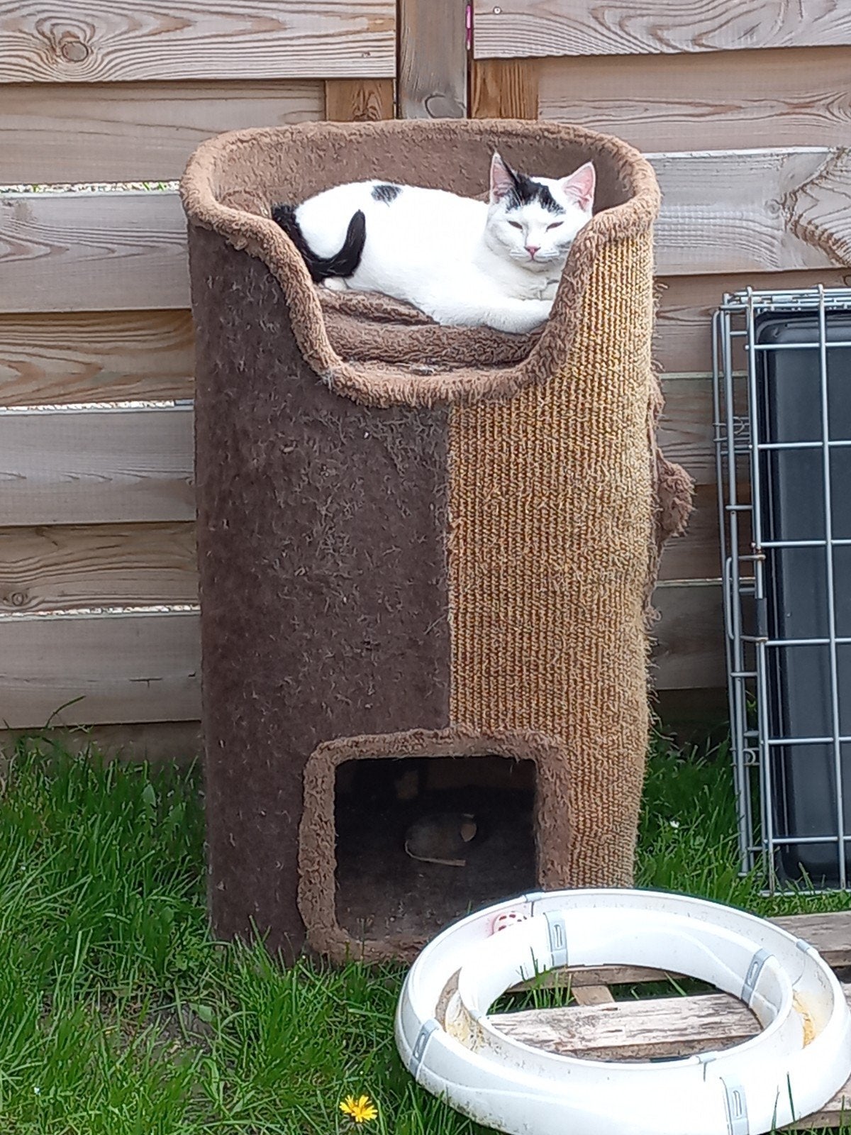 kitten zoekt een nieuw huis, Ophalen