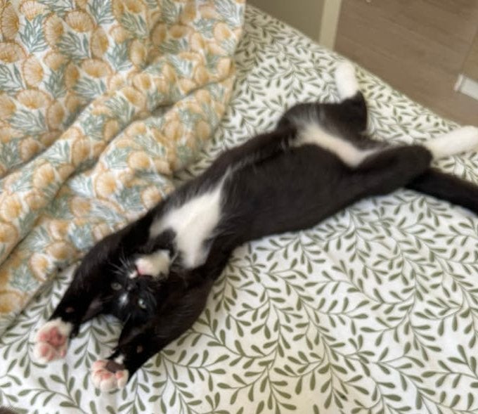 Lieve zwart-witte kitten Suso zoekt een liefdevol thuis!, Meerdere dieren, Langharig, 0 tot 2 jaar