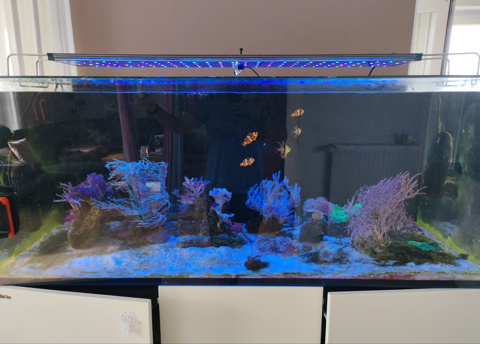 Zeewater Aquarium RedSea Reefer 625 xxl komplett, Dieren en Toebehoren, Vissen | Aquaria en Toebehoren, Ophalen