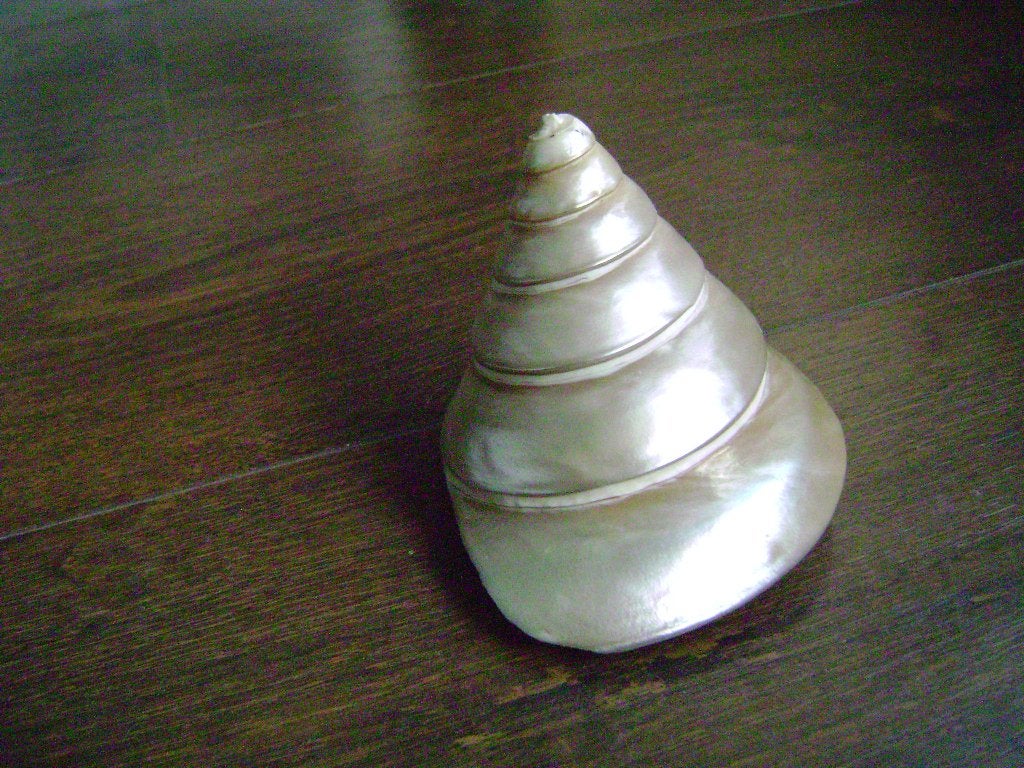 Parelmoeren schelp, Ophalen of Verzenden, Zo goed als nieuw