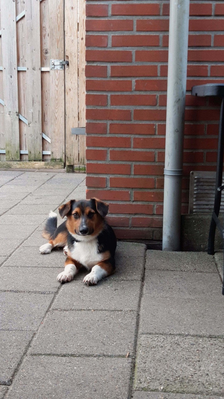 Mooie Corgi reu, Dieren en Toebehoren, Reu, CDV (hondenziekte), 1 tot 2 jaar, Eén hond