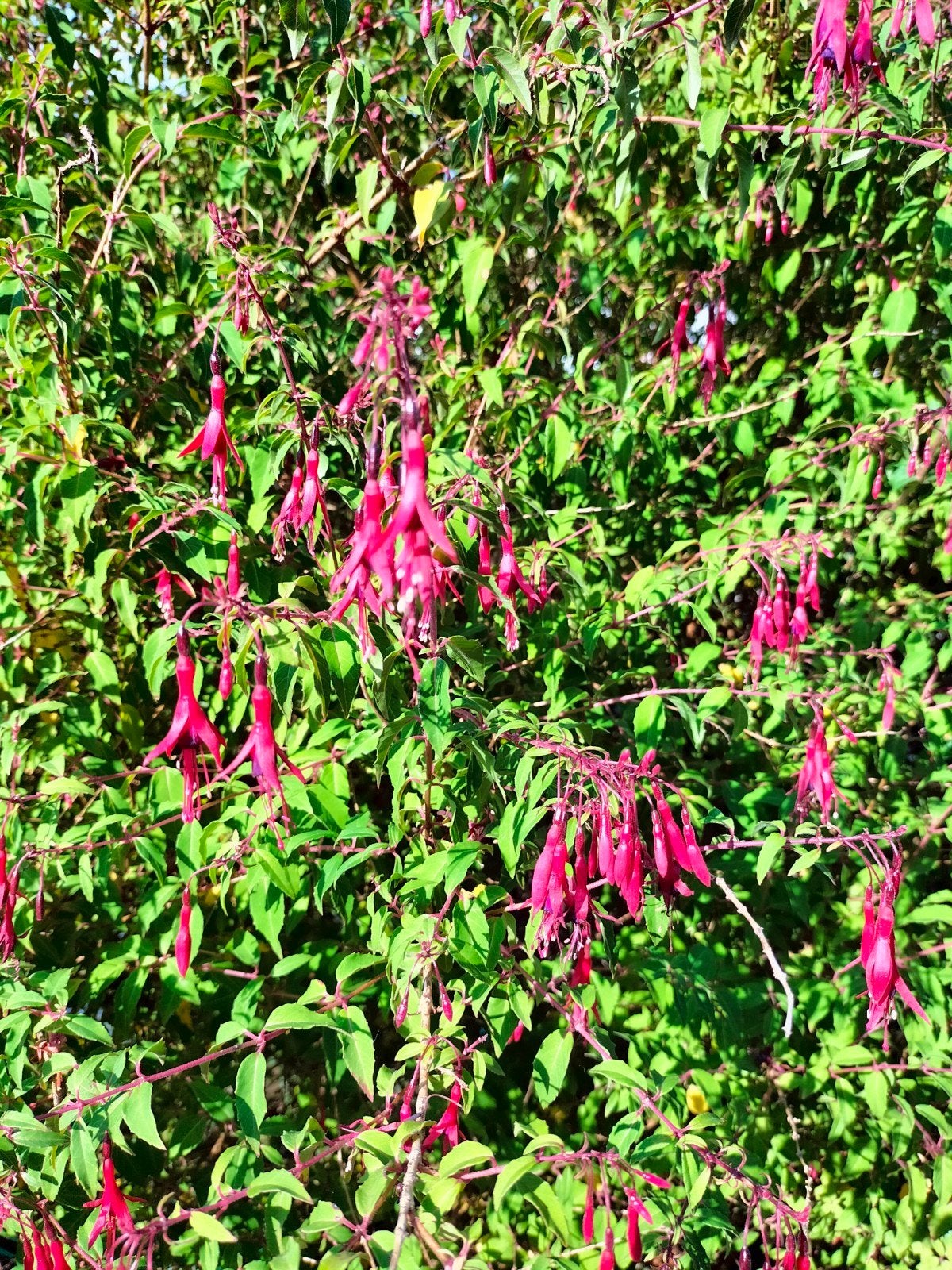 Grote Fuchsia stekken, winterhard, €2,50 per pot, Volle zon, Vaste plant, Zomer, Ophalen