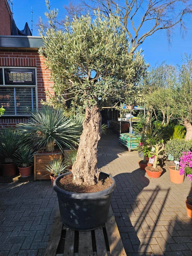 Grote dikke (100cm+ stam) olijfbomen, Volle zon, Ophalen of Verzenden, 100 tot 250 cm, Olijfboom