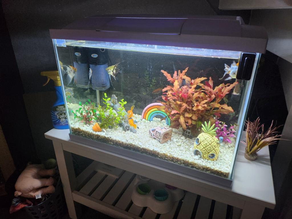 Aquarium 60 liter, Dieren en Toebehoren, Vissen | Aquaria en Toebehoren, Ophalen, Leeg aquarium