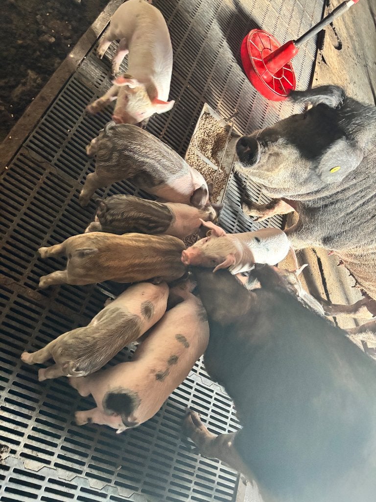 Biggen te koop, Meerdere dieren, Varken, 0 tot 2 jaar